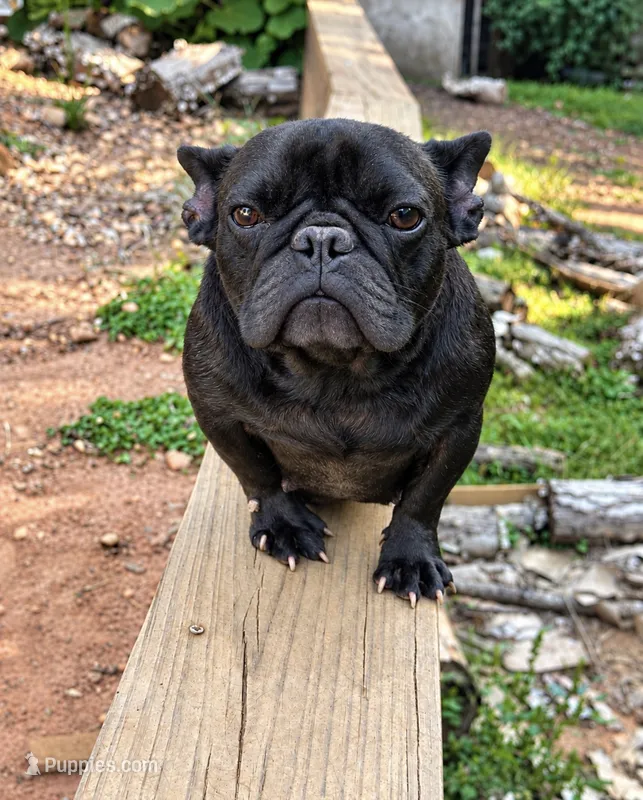 Onyx – French Bulldog puppy for sale in Atlanta, GA