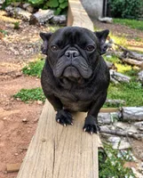 Onyx, a female French Bulldog for sale in Atlanta, GA – 1 of 3