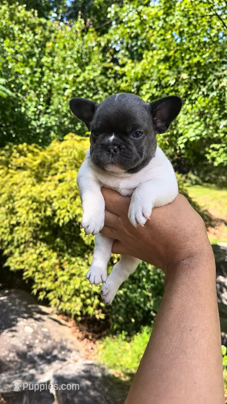 Domino  – French Bulldog puppy for sale in Atlanta, GA