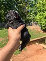 Panther, a male French Bulldog for sale in Atlanta, GA – 3 of 3