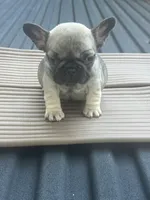Cinnamon , a female French Bulldog for sale in Atlanta, GA – 3 of 4