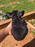 Panther, a male French Bulldog for sale in Atlanta, GA – 2 of 3