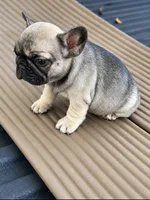 Cinnamon , a female French Bulldog for sale in Atlanta, GA – 2 of 4