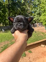 Panther, a male French Bulldog for sale in Atlanta, GA – 1 of 3
