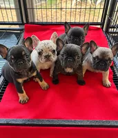 Cinnamon , a female French Bulldog for sale in Atlanta, GA – 4 of 4