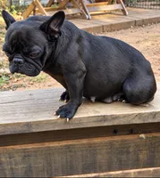 Onyx, a female French Bulldog for sale in Atlanta, GA – 3 of 3