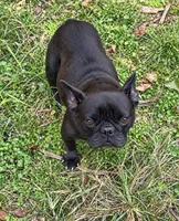 Onyx, a female French Bulldog for sale in Atlanta, GA – 2 of 3