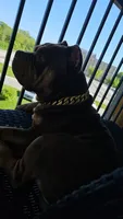 Leroy, a male American Bully for sale in West Des Moines, IA – 2 of 6