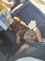 Leroy, a male American Bully for sale in West Des Moines, IA – 4 of 6