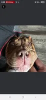 Leroy, a male American Bully for sale in West Des Moines, IA – 3 of 6
