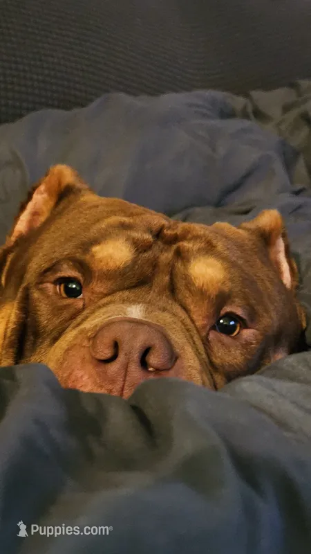 Leroy – American Bully puppy for sale in West Des Moines, IA