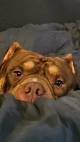 Leroy, a male American Bully for sale in West Des Moines, IA – 1 of 6