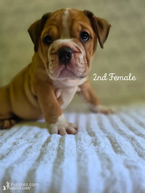 Peaches  – Olde English Bulldogge puppy for sale in Guntersville, AL