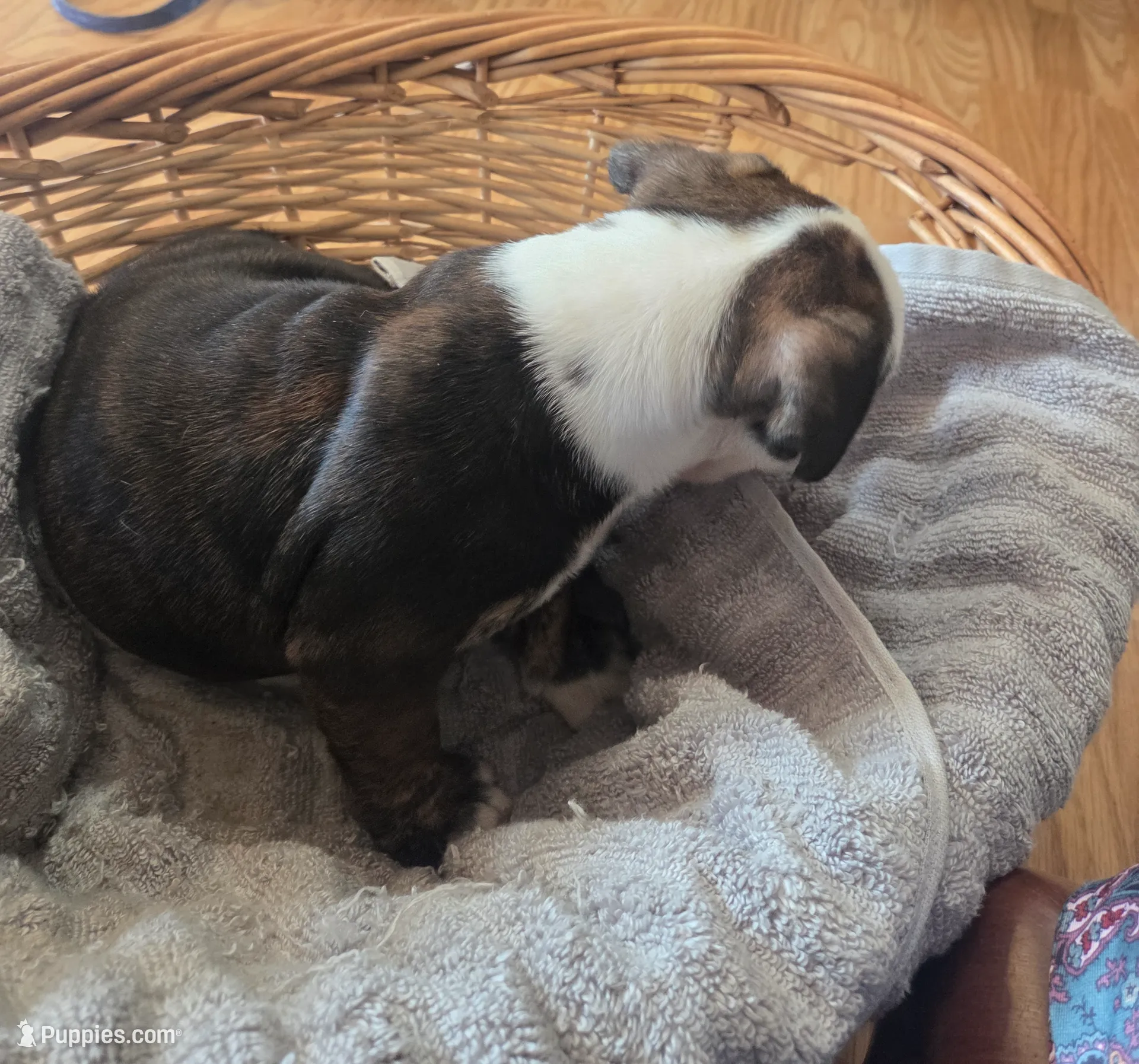 Carmen, a female Olde English Bulldogge for sale in Guntersville, AL – Photo 2 of 3