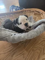 Carmen, a female Olde English Bulldogge for sale in Guntersville, AL – Photo 3 of 3