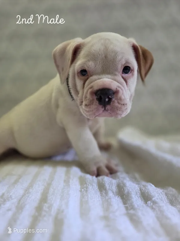 Bear – Olde English Bulldogge puppy for sale in Guntersville, AL