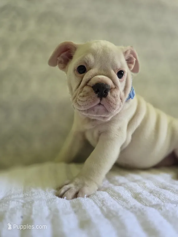 Lyric  – Olde English Bulldogge puppy for sale in Guntersville, AL