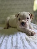 Bear, a male Olde English Bulldogge for sale in Guntersville, AL – 2 of 3