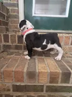 Agatha , a female Olde English Bulldogge for sale in Guntersville, AL – 3 of 3