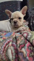 Cooper , a male French Bulldog for sale in Guntersville, AL – 2 of 2