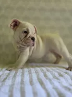 Lyric , a female Olde English Bulldogge for sale in Guntersville, AL – 2 of 2
