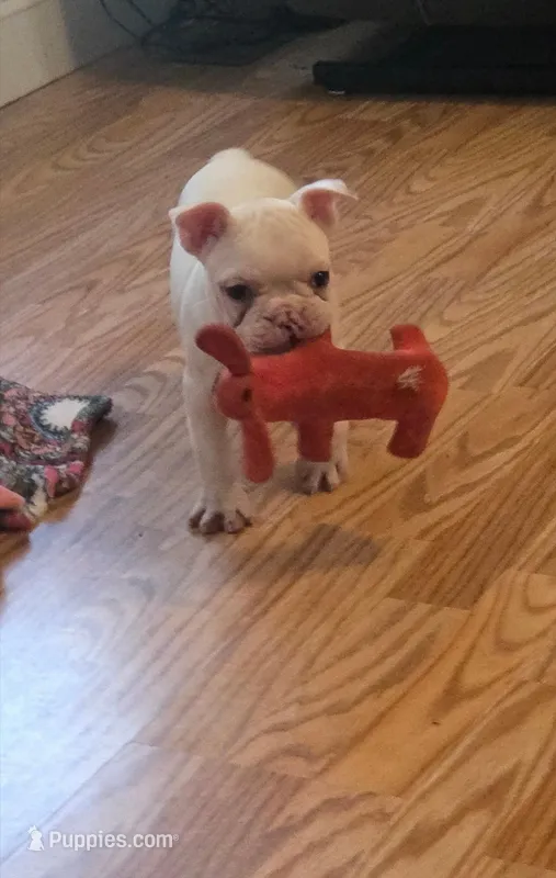 Jack – French Bulldog puppy for sale in Guntersville, AL