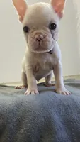 Jack, a male French Bulldog for sale in Guntersville, AL – 2 of 2