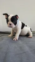 Precious , a female French Bulldog for sale in Guntersville, AL – 2 of 2