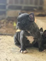 Charlotte , a male French Bulldog for sale in Guntersville, AL – Photo 2 of 2