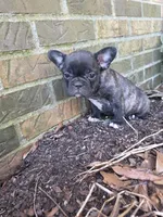 Charlotte , a male French Bulldog for sale in Guntersville, AL – Photo 1 of 2