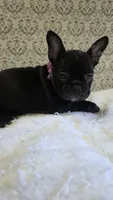 Lulu, a female French Bulldog for sale in Guntersville, AL – 2 of 2