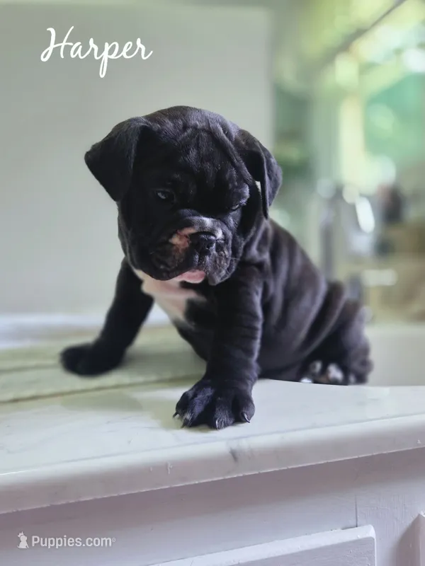 Harper – Olde English Bulldogge puppy for sale in Guntersville, AL