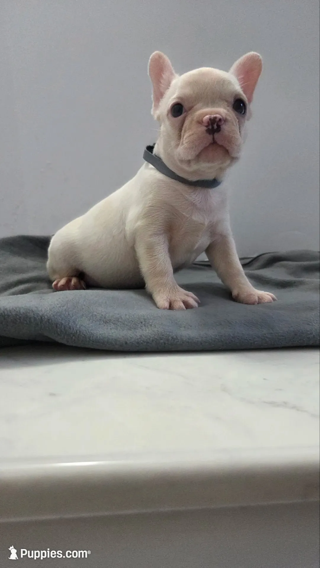 Charles, a male French Bulldog for sale in Guntersville, AL – 2 of 2