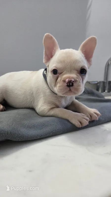Charles – French Bulldog puppy for sale in Guntersville, AL
