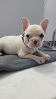 Charles, a male French Bulldog for sale in Guntersville, AL – 1 of 2