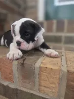 Agatha , a female Olde English Bulldogge for sale in Guntersville, AL – 2 of 3
