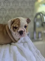 Cosmo , a male Olde English Bulldogge for sale in Guntersville, AL – 3 of 3