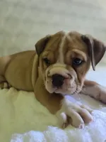 Peaches , a female Olde English Bulldogge for sale in Guntersville, AL – 2 of 3