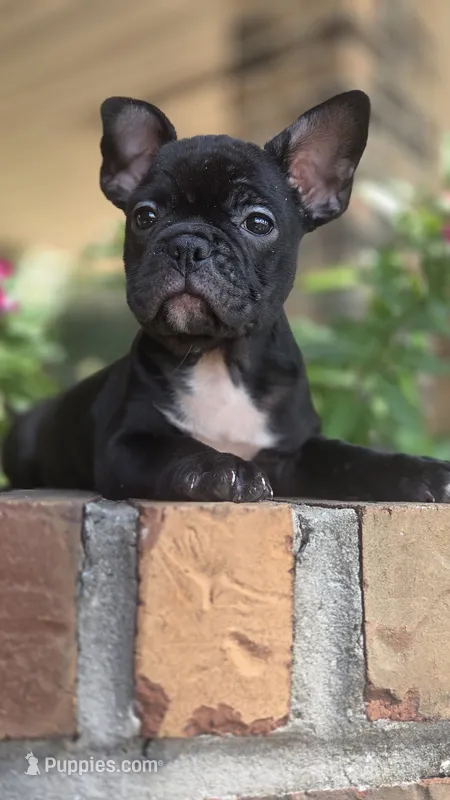 Lulu – French Bulldog puppy for sale in Guntersville, AL