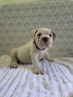 Bear, a male Olde English Bulldogge for sale in Guntersville, AL – 3 of 3