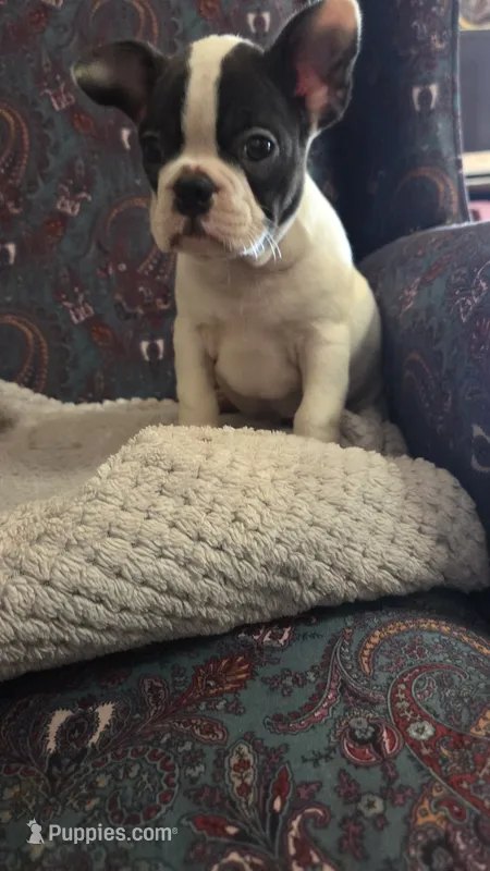 Charles – French Bulldog puppy for sale in Guntersville, AL
