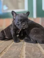 Benny, a male French Bulldog for sale in Guntersville, AL – Photo 2 of 2