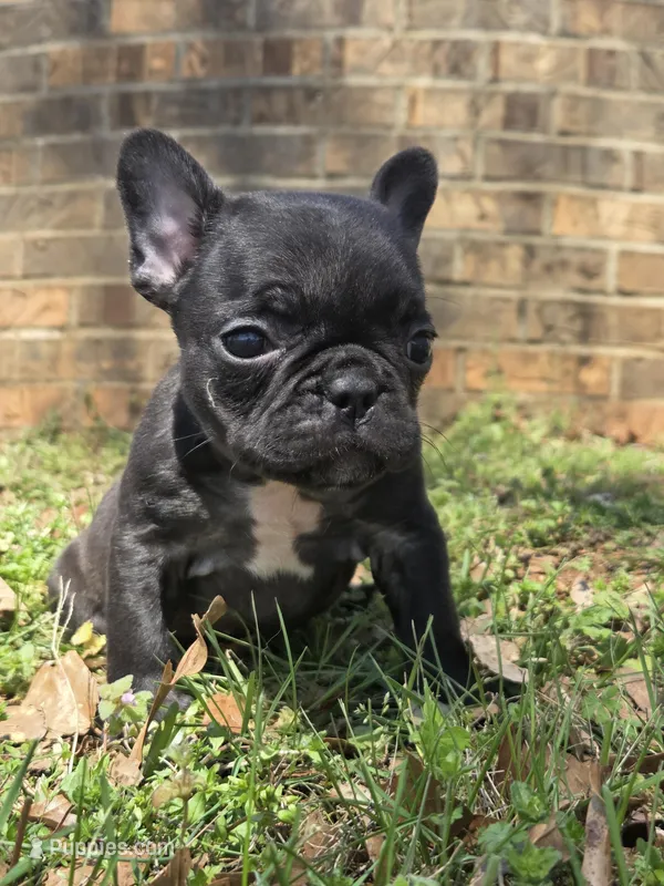 Benny – French Bulldog puppy for sale in Guntersville, AL