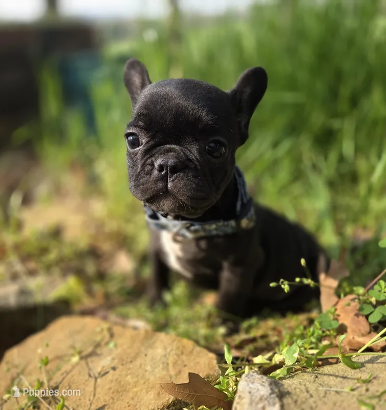 Benny – French Bulldog puppy for sale in Guntersville, AL
