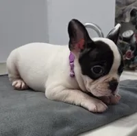 Lucus , a male French Bulldog for sale in Guntersville, AL – 2 of 2