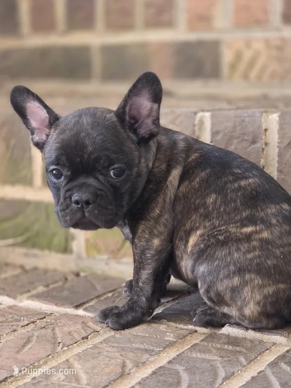 Murphy  – French Bulldog puppy for sale in Guntersville, AL