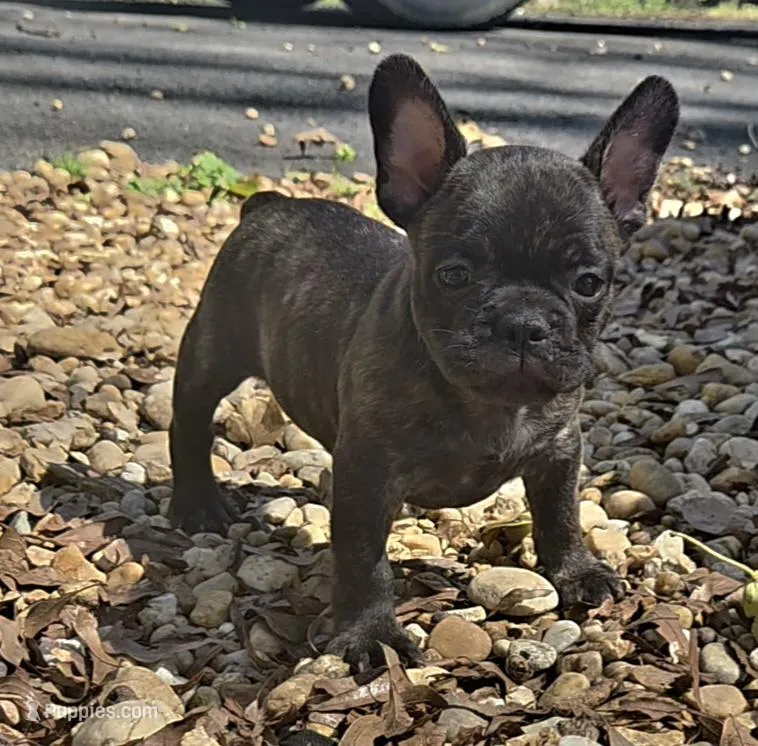 Murphy  – French Bulldog puppy for sale in Guntersville, AL