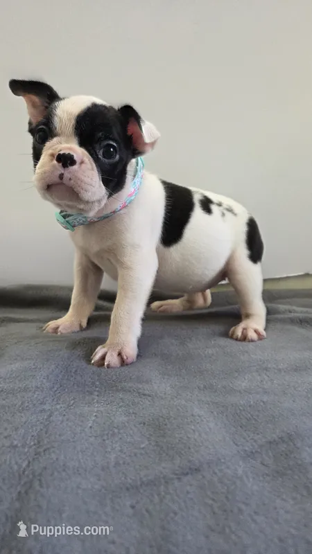 Precious  – French Bulldog puppy for sale in Guntersville, AL
