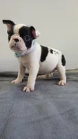 Precious , a female French Bulldog for sale in Guntersville, AL – 1 of 2