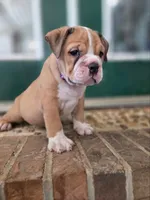 Peaches , a female Olde English Bulldogge for sale in Guntersville, AL – 3 of 3